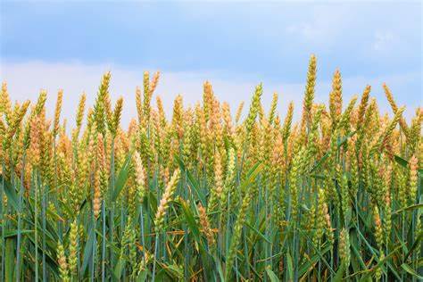 Crop Protection System